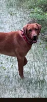 Pumpkin, a female Labrador Retriever for sale in Bemidji, MN – 3 of 4