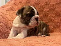 AKC Champion sired Bitty , a female English Bulldog for sale in Warrior, AL – 3 of 3