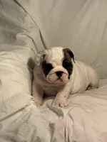 AKC Champion sired white girl, a female English Bulldog for sale in Warrior, AL – 3 of 3