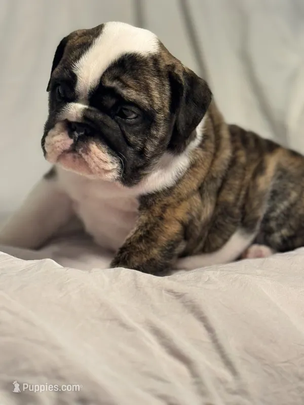AKC Champion sired brindle girl  – English Bulldog puppy for sale in Warrior, AL