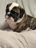 AKC Champion sired brindle girl , a female English Bulldog for sale in Warrior, AL – 1 of 4
