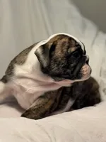 AKC Champion sired brindle girl , a female English Bulldog for sale in Warrior, AL – 2 of 4