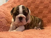 AKC Champion sired Bitty , a female English Bulldog for sale in Warrior, AL – 2 of 3