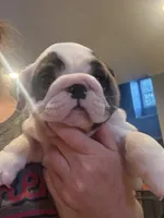 AKC Champion sired red girl, a female English Bulldog for sale in Warrior, AL – 3 of 3