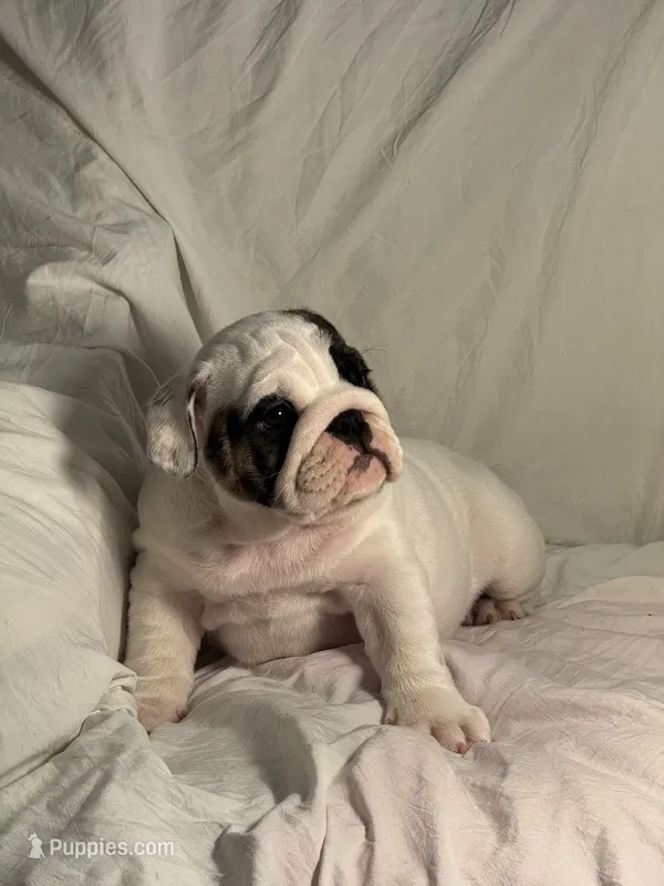 AKC Champion sired white girl – English Bulldog puppy for sale in Warrior, AL