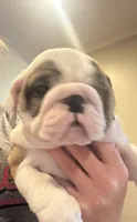AKC Champion sired red girl, a female English Bulldog for sale in Warrior, AL – 2 of 3