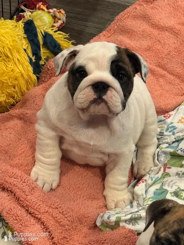 AKC Champion sired white girl – English Bulldog puppy for sale in Warrior, AL