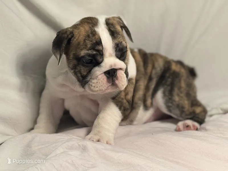 AKC Champion sired Bitty  – English Bulldog puppy for sale in Warrior, AL