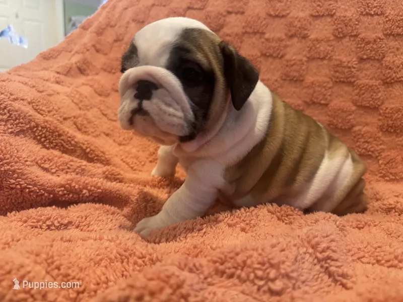 red girl  – English Bulldog puppy for sale in Warrior, AL