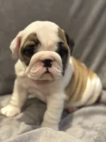 red girl , a female English Bulldog for sale in Warrior, AL – 1 of 1