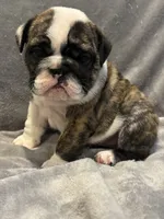 brindle girl, a female English Bulldog for sale in Warrior, AL – 2 of 2