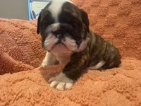AKC Champion sired brindle girl , a female English Bulldog for sale in Warrior, AL – 3 of 3
