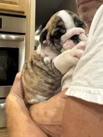 bitty, a female English Bulldog for sale in Warrior, AL – 3 of 3