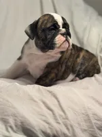 AKC Champion sired brindle girl , a female English Bulldog for sale in Warrior, AL – 4 of 4