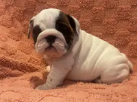 AKC Champion sired white girl, a female English Bulldog for sale in Warrior, AL – 3 of 4