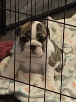 bitty, a female English Bulldog for sale in Warrior, AL – 2 of 3