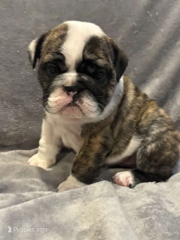 brindle girl – English Bulldog puppy for sale in Warrior, AL