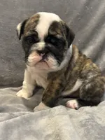 brindle girl, a female English Bulldog for sale in Warrior, AL – 1 of 2