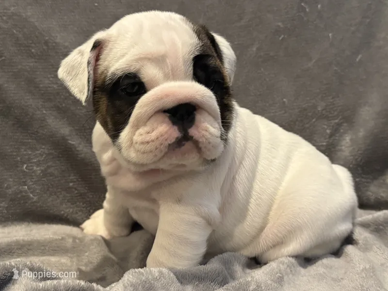 White girl – English Bulldog puppy for sale in Warrior, AL