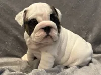White girl, a female English Bulldog for sale in Warrior, AL – 1 of 1