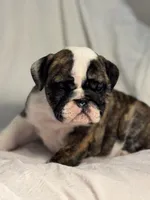 AKC Champion sired brindle girl , a female English Bulldog for sale in Warrior, AL – 3 of 4
