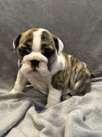 bitty, a female English Bulldog for sale in Warrior, AL – 1 of 3