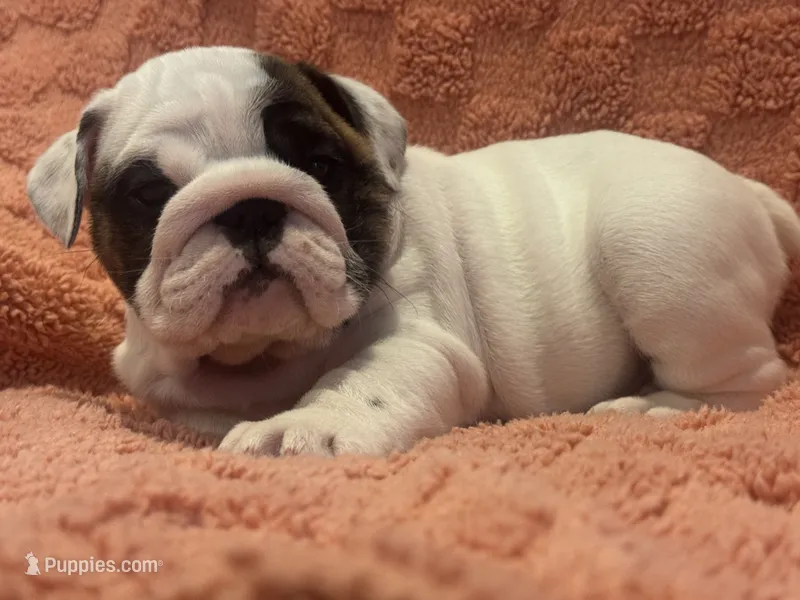 White girl – English Bulldog puppy for sale in Warrior, AL