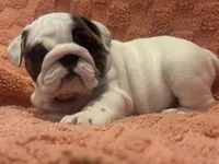 AKC Champion sired white girl, a female English Bulldog for sale in Warrior, AL – 1 of 4