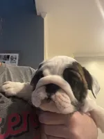 AKC Champion sired white girl, a female English Bulldog for sale in Warrior, AL – 2 of 4