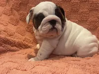 AKC Champion sired white girl, a female English Bulldog for sale in Warrior, AL – 4 of 4