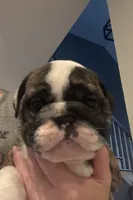 AKC Champion sired brindle girl , a female English Bulldog for sale in Warrior, AL – 2 of 3