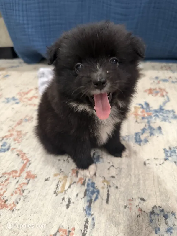 Wanda – Pomeranian puppy for sale in Oklahoma City, OK