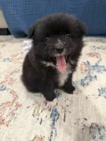 Wanda, a female Pomeranian for sale in Oklahoma City, OK – 1 of 2