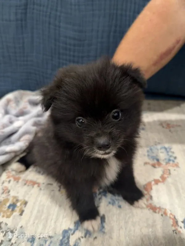 Hulk – Pomeranian puppy for sale in Oklahoma City, OK