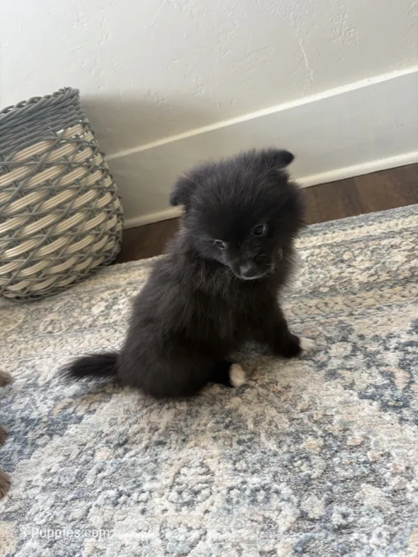 Hulk – Pomeranian puppy for sale in Oklahoma City, OK