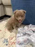 Thor, a male Pomeranian for sale in Oklahoma City, OK – 1 of 2