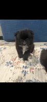 Wanda, a female Pomeranian for sale in Oklahoma City, OK – 2 of 2