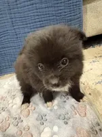 Hulk, a male Pomeranian for sale in Oklahoma City, OK – 2 of 2