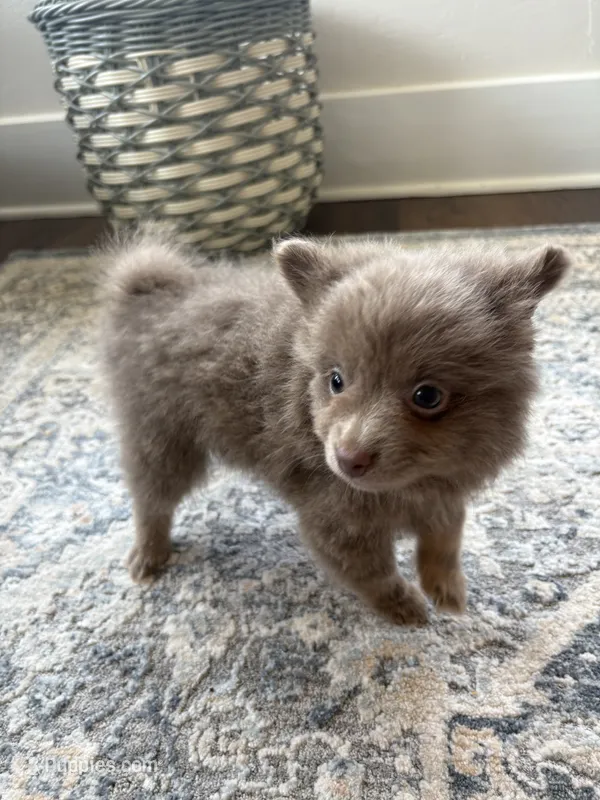 Thor – Pomeranian puppy for sale in Oklahoma City, OK