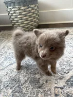 Thor, a male Pomeranian for sale in Wellston, OK – 1 of 3