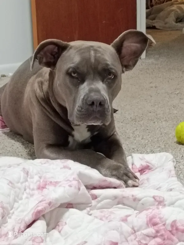 theres 6 puppies – American Bully puppy for sale in Greeley, CO