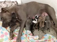 theres 6 puppies, a female American Bully for sale in Greeley, CO – 3 of 3