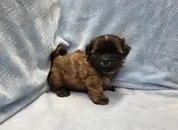 Buddy, a male Shih Tzu for sale in Guthrie, KY – 2 of 2