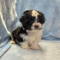 Tommy, a male Shihpoo for sale in Guthrie, KY – 4 of 5