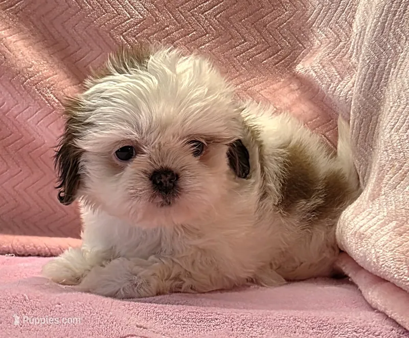 Bell – Shih Tzu puppy for sale in Guthrie, KY