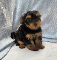 Wilbur, a male Yorkshire Terrier for sale in Guthrie, KY – 2 of 4