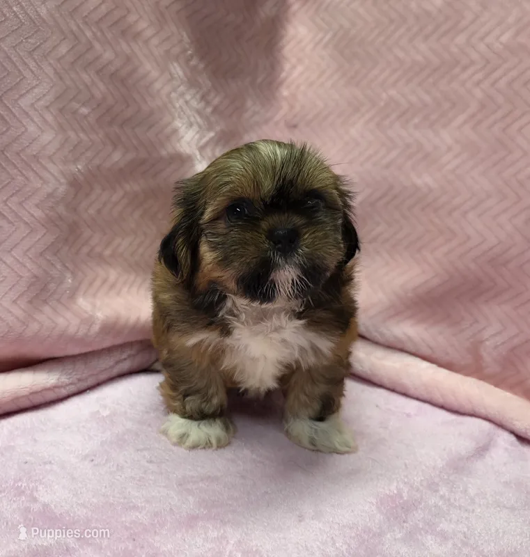 Emma – Shih Tzu puppy for sale in Guthrie, KY