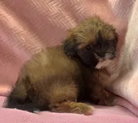 Sarah, a female Shih Tzu for sale in Guthrie, KY – 6 of 6
