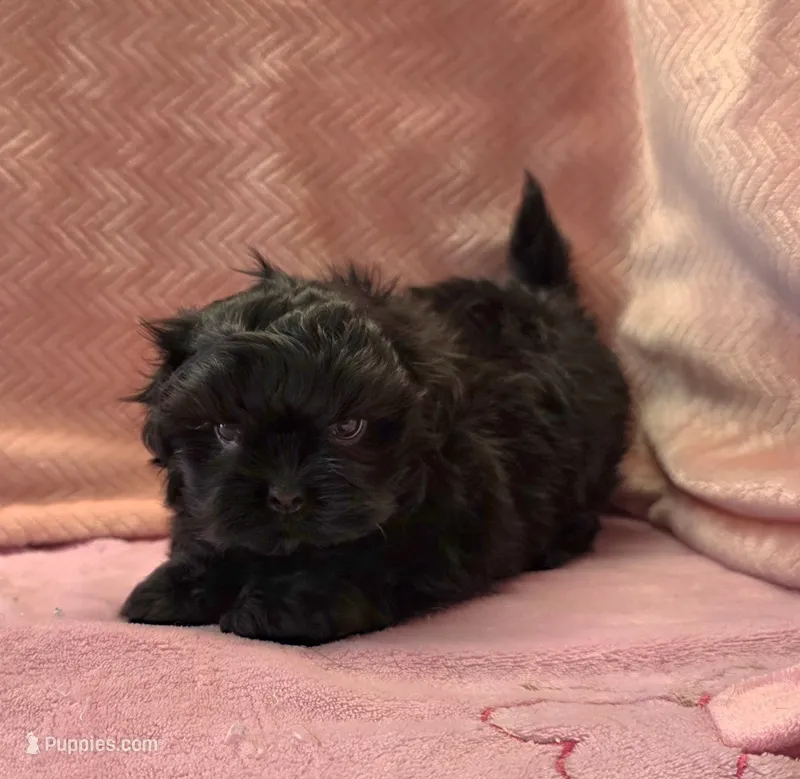 Bell – Shihpoo puppy for sale in Guthrie, KY