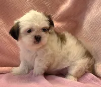 Tana, a female Shih Tzu for sale in Guthrie, KY – 2 of 6